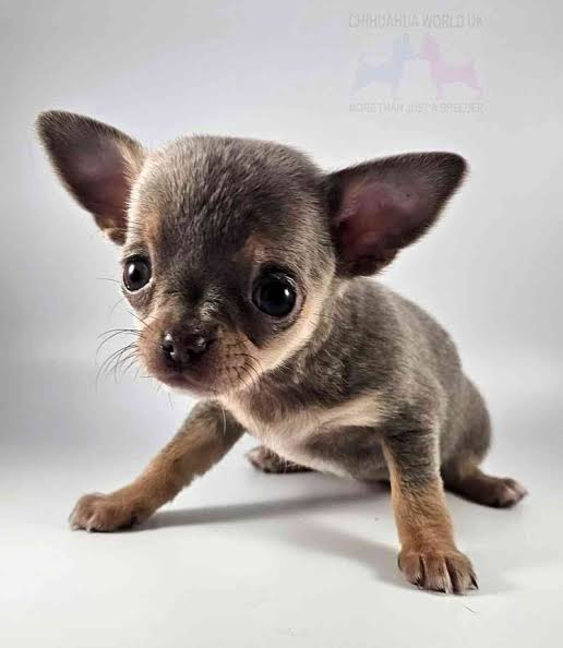 Perro