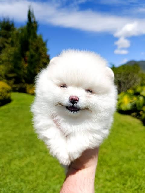 Pomerania